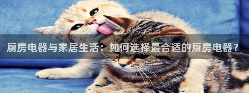 鸿运茶厂直播平台