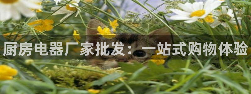 鸿运来投资平台