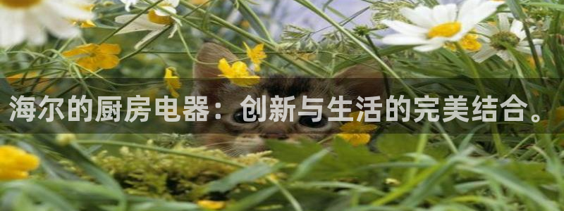 鸿运满堂网上平台