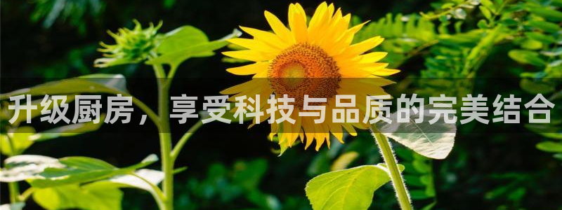 鸿运集团直播卖货平台